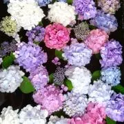 【24時間以内発送】くくり♡の画像