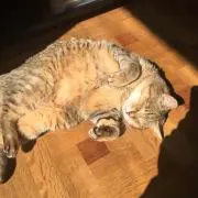 たなけん@