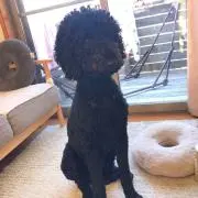 Uの画像