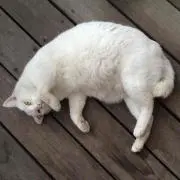 ユウジ