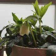pokoの画像