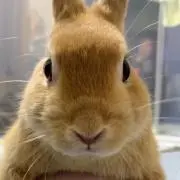 うさ吉
