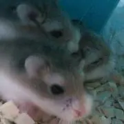 milk  無言OKの画像