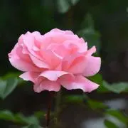 EMIKOの画像