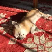 たこの画像
