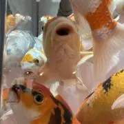 Koikingの画像