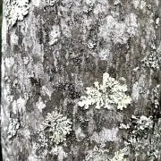 shunの画像