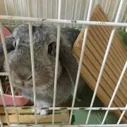 gachamaru( ¨̮ )︎︎