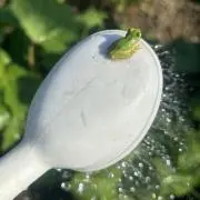 ペンペンの画像