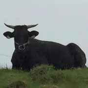 ぼーえいの画像