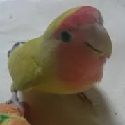 れいちゃん