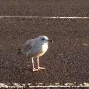電車よりバスの画像