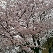 カズロ