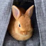 チモシー=ヘイ