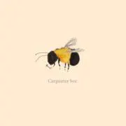 Carpenter beeの画像