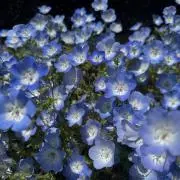 kuumokoの画像
