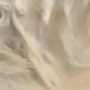 まめの画像