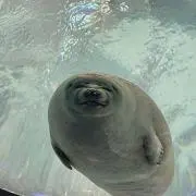 みぎの画像