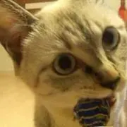 ひまわり