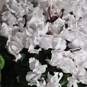 ぺこの画像