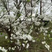 九白の画像