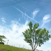 アリス