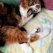 すぴーどの画像