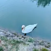Sの画像