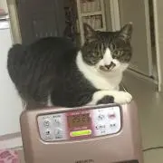ゆきちゃん