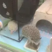 杉さん［プロフ必読願います］の画像