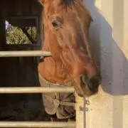 ふとあごの画像