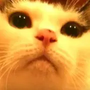 ジェニーちゃん