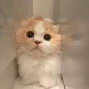 Nico★の画像