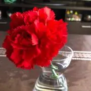 youの画像