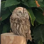 もりの