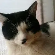 シャチぷく