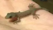 麿呂の画像