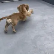 るしまの画像