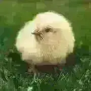 おしず