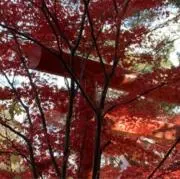 chokokoの画像