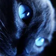 ねこやまの画像