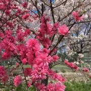 チーバくんの画像