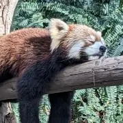 だんの画像