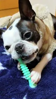 ばんびっこ