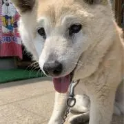 ふじさん1219の画像