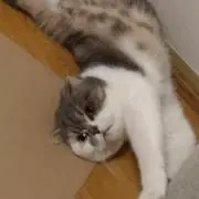 いずみの画像