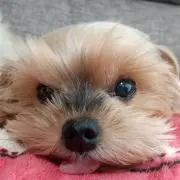 karu