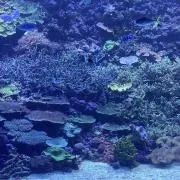 ウネの画像