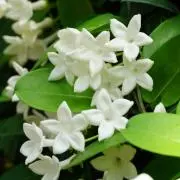 茉莉花の画像