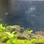 Image of たぬぼう